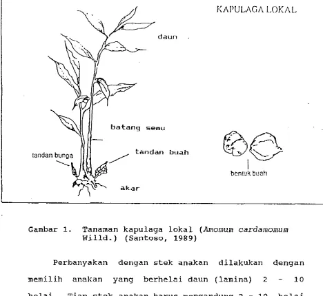 Gambar 1. Tanaman kapulaga lokal (Amomum cardamomurn 