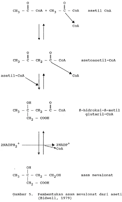 Gambar 5. Pembentukan asam mevalonat dari asetil-CoA 