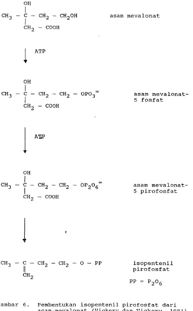 Gambar 6. Pembentukan isopentenil pirofosfat dari asam.mevalonat (Vickery dan Vickery, 1981) 
