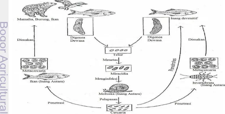 Gambar 3  Siklus hidup Digenea pada ikan (Noga 1996) 
