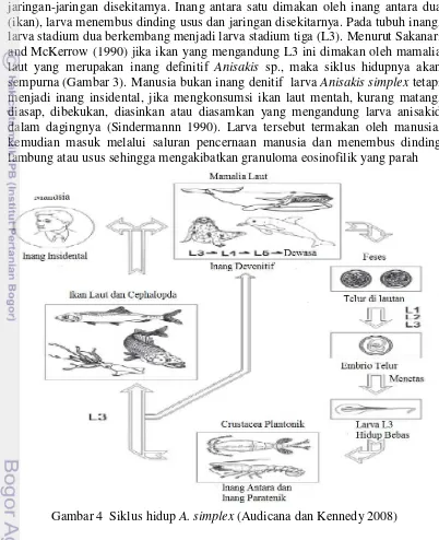 Gambar 4  Siklus hidup A. simplex (Audicana dan Kennedy 2008) 