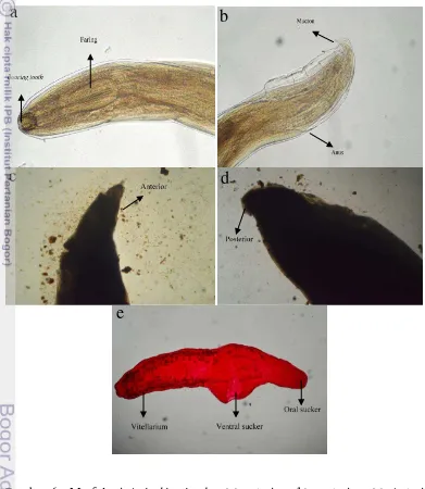 Gambar 6  Morfologi Anisakis simplex (a) anterior, (b) posterior, (c) Anterior 