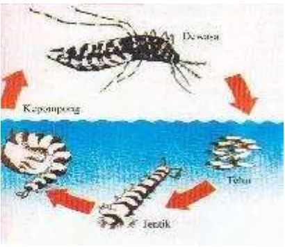 Gambar 1. Siklus Hidup Nyamuk Aedes aegypti