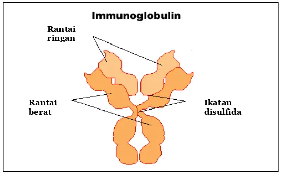 Gambar 1 Struktur Imunoglobulin (Stowell 2006) 