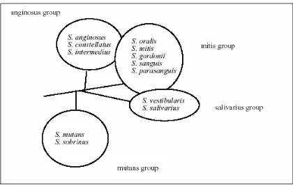 Gambar 5 Hubungan Filogenetik Bakteri Streptococcus Oral (Gronroos 2000) 