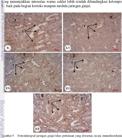 Gambar 5 Fotomikrograf jaringan ginjal tikus perlakuan yang diwarnai secara imunohistokimia 