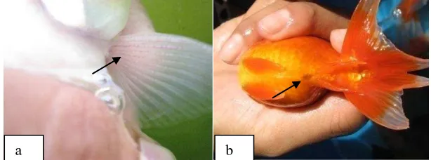 Gambar 2. Induk Ikan Koki  Betina. a) Bagian Jari Sirip Lebih Halus. b) Bentuk Dubur Besar dan Bulat  