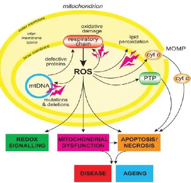 Gambar 1. Overview Produksi ROS Mitokondria. Produksi ROS oleh mitokondria dapatmenyebabkan  kerusakan  oksidatif  terhadap  protein,  membran  dan  DNA  darimitokondria itu sendiri, gangguan kemampuan sintesa ATP dan fungsi metaboliklainnya