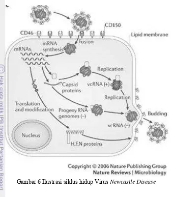 Gambar 6 Ilustrasi siklus hidup Virus Newcastle Disease 