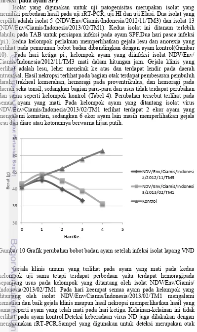 Gambar 10 Grafik perubahan bobot badan ayam setelah infeksi isolat lapang VND 