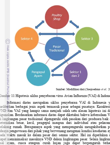 Gambar 11 Hipotesis siklus penyebaran virus Avian Influenza (VAI) di Indonesia 