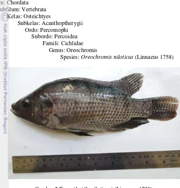 Gambar 2 Ikan nila (O. niloticus) (Linnaeus 1758) 