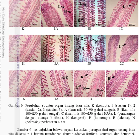 Gambar 6 Perubahan struktur organ insang ikan nila. K (kontrol), 1 (stasiun 1), 2 