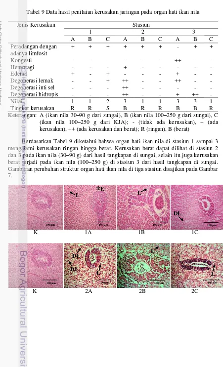 Tabel 9 Data hasil penilaian kerusakan jaringan pada organ hati ikan nila 
