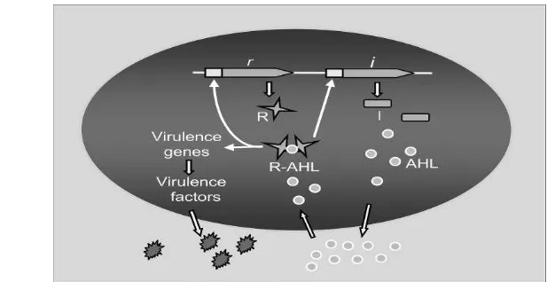 Gambar 1 Mekanisme QS bakteri Gram negatif (Dong  et al. 2002) 