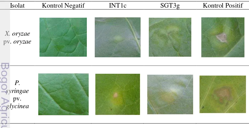 Gambar 5 Kurva pertumbuhan kultur B. cereus INT1c dan B. thuringiensis 