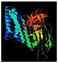 Gambar 2 Struktur molekul protein Cry.