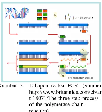 Gambar 3  Tahapan reaksi PCR. (Sumber: