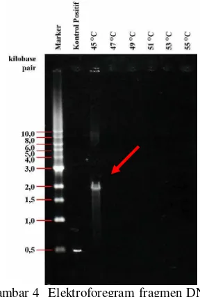Gambar 5  Elektroforegram fragmen DNA B.