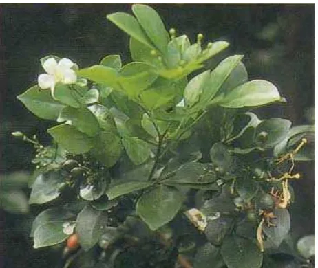 Gambar 4. Kemuning (Murraya paniculata [L..] Jack.) Sumber : IPTEK (2005) 