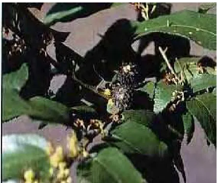 Gambar 5. Jati Belanda (Guazuma ulmifolia Lamk) Sumber : IPTEK (2005)  