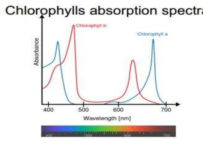 Gambar 2. Spektrum absorbsi klorofil (Hernandez, 2012: 6) 