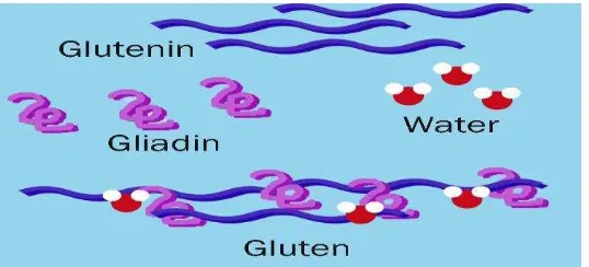 Gambar 4. Struktur ikatan gluten dan air 