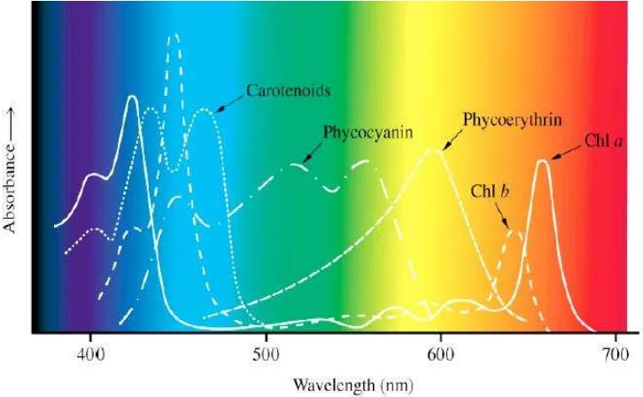 Gambar 3. Serapan cahaya pada berbagai panjang gelombang oleh pikmen dalam                   Klorofil.(www.biologycorner.com)