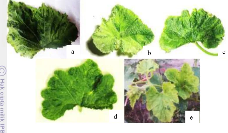 Gambar 1  Gejala tanaman kaboca hijau positif ZYMV yang ditemukan pada tiga 