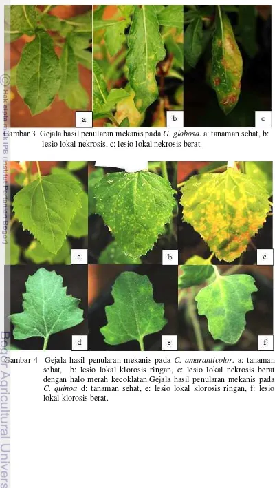 Gambar 3  Gejala hasil penularan mekanis pada G. globosa. a: tanaman sehat, b: 