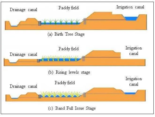 Figure 2e 2.2: Productive phase for rice plants.