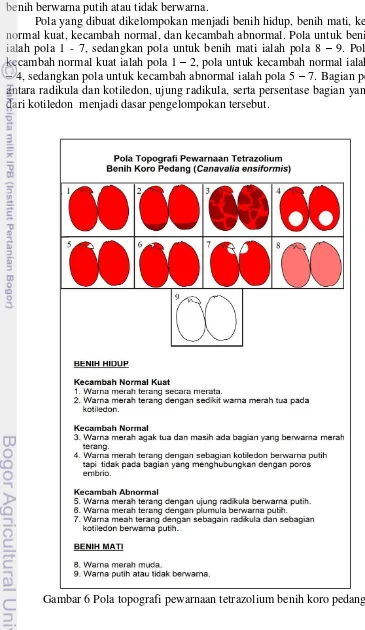 Gambar 6 Pola topografi pewarnaan tetrazolium benih koro pedang  