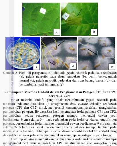 Gambar 2  Hasil uji patogenesitas: tidak ada gejala nekrotik pada daun tembakau 