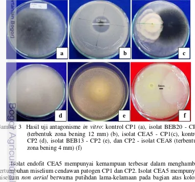 Gambar 3  Hasil uji antagonisme in vitro: kontrol CP1 (a), isolat BEB20 - CP1 