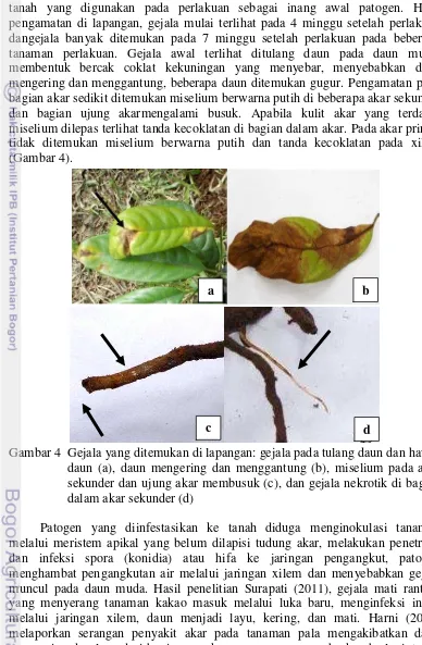 Gambar 4  Gejala yang ditemukan di lapangan: gejala pada tulang daun dan hawar 