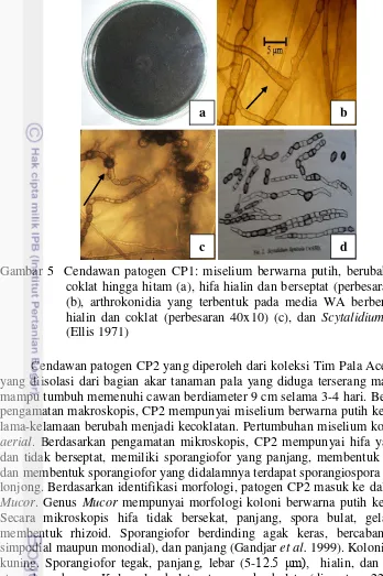 Gambar 5  Cendawan patogen CP1: miselium berwarna putih, berubah menjadi 
