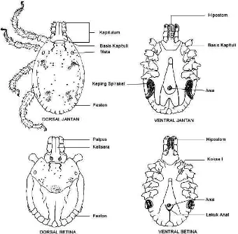 Gambar 1  Morfologi Umum Caplak Keras (famili Ixodidae) (Stafford 2004)