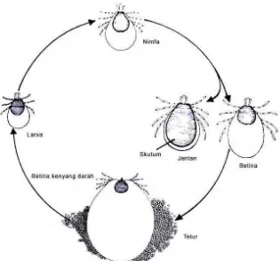 Gambar 2  Siklus Hidup Umum Caplak Keras (famili Ixodidae) (Gaafar 1985)