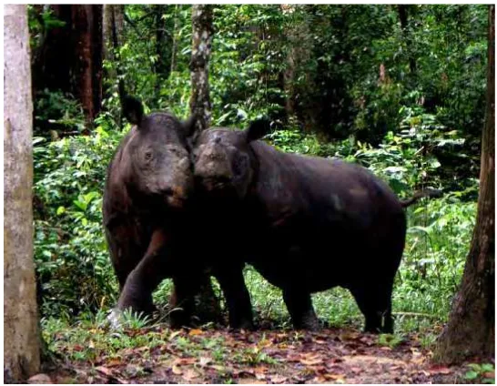 Gambar 5   Dua Ekor Badak Sumatera (Dicerorhinus sumatrensis) di SRS; Bina (kiri), Torgamba (kanan) (SRS 2005)