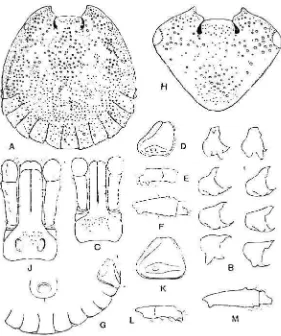 Gambar 12  Morfologi Amblyomma testudinarium (Anastos 1950)