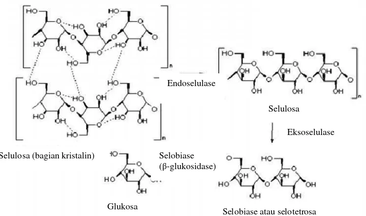 Gambar 7. Mekanisme hidrolisis selulosa oleh enzim selulaseSumber: Anonim, 2009