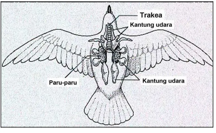 Gambar 3 Skema organ pernafasan unggas. (sumber: http://users.rcn.com/ jkimball.ma.ultranet/BiologyPages/V/VertebrateLungs.html ) 