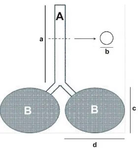 Gambar 5 Cara pengukuran trakea (A) dan paru-paru (B). a. panjang trakea, b.  diameter trakea, c