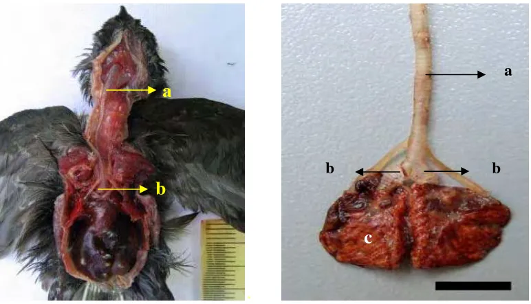 Gambar 6 Gambaran makroskopis saluran pernafasan Burung Walet Linchi.  a. trakea, b. bronki primer kiri dan kanan, c
