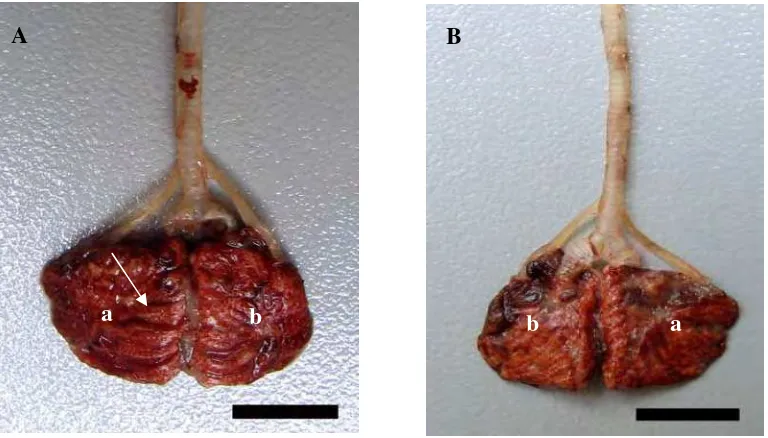 Gambar 7   Gambaran makroskopis paru-paru Burung Walet Linchi. A. tampak dorsal,  B. tampak ventral, a