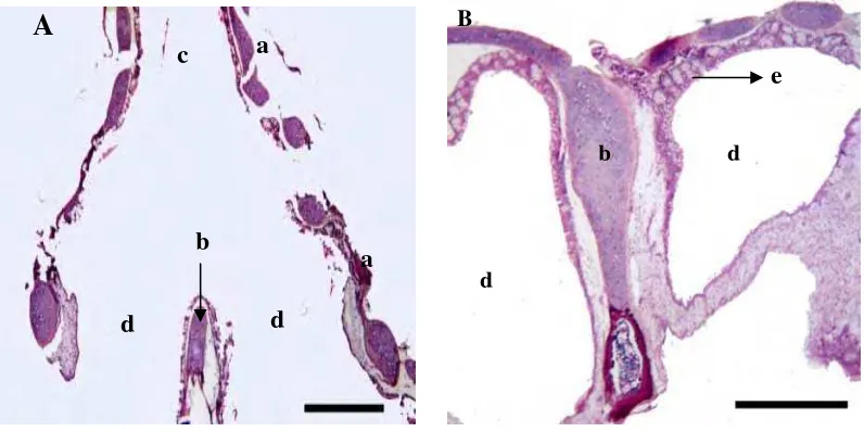 Gambar 9 Gambaran mikroskopis siring Burung Walet Linchi. A. potongan memanjang, B. Potongan melintang, a