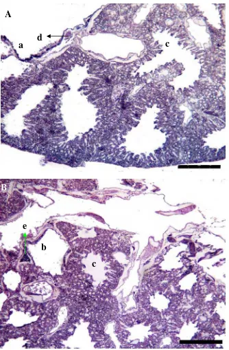 Gambar 10 Gambaran mikroskopis paru-paru Burung Walet Linchi (A dan B).  a. bronki primer, b