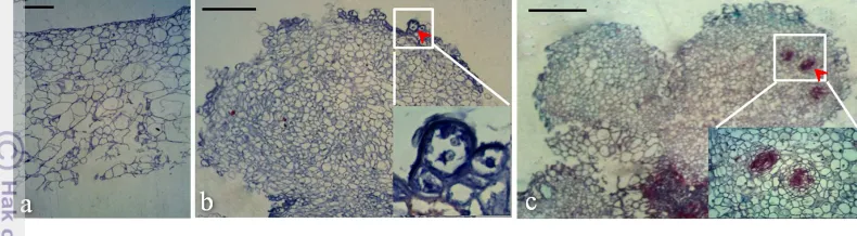 Gambar 5 Histologi embrio somatik abnormal sengon yang mengalami  