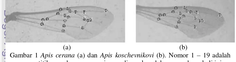 Gambar 1 Apis cerana (a) dan Apis koschevnikovi (b). Nomor 1 – 19 adalah 