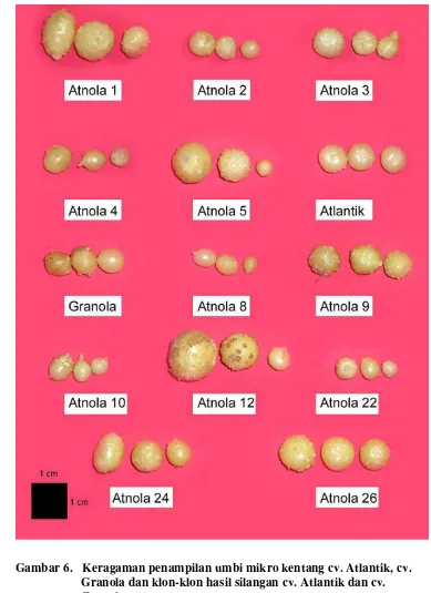 Gambar 6.   Keragaman penampilan umbi mikro kentang cv. Atlantik, cv. 